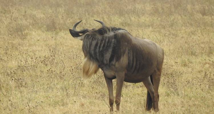 5 jours de camping dans le Tarangire, le Serengeti et le cratère du Ngorongoro et visite des Massaïs - Meru Slopes Tours and Safaris ltd 2
