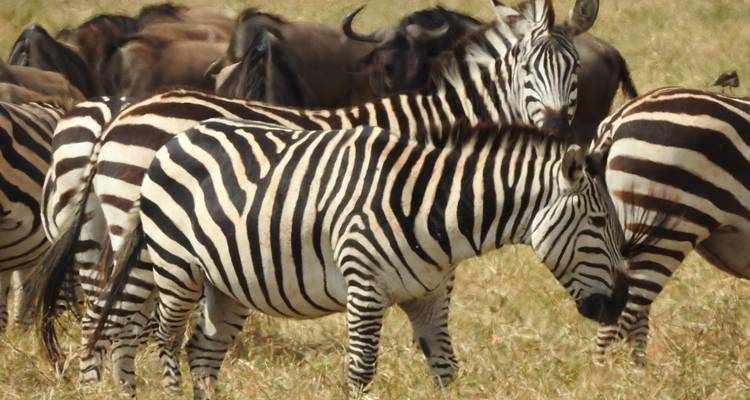 5 jours de camping dans le Tarangire, le Serengeti et le cratère du Ngorongoro et visite des Massaïs - Meru Slopes Tours and Safaris ltd 8