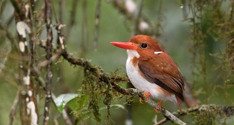 Explorando la avifauna malgache en Andasibe - Green Island Discovery 2
