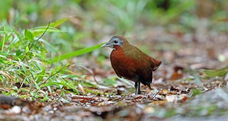 Explorando la avifauna malgache en Andasibe - Green Island Discovery 3