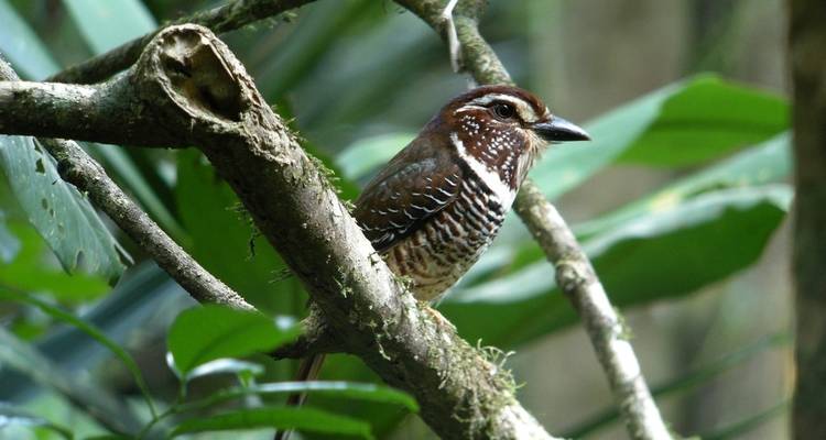 Explorando la avifauna malgache en Andasibe - Green Island Discovery 6