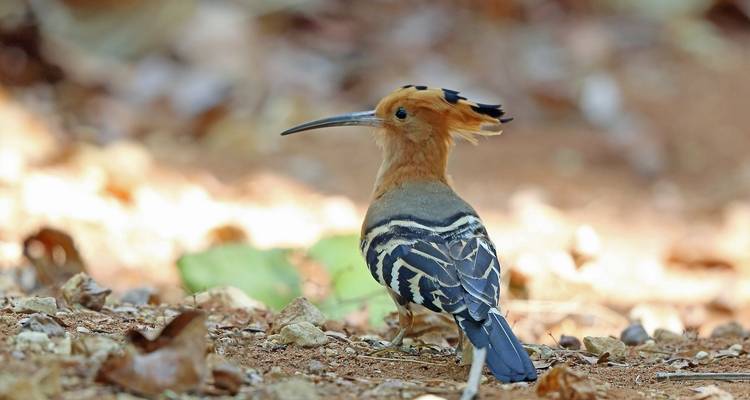 Explorando la avifauna malgache en Andasibe - Green Island Discovery 8