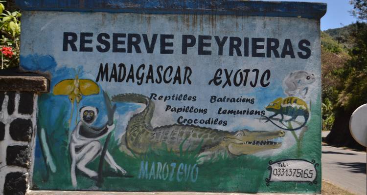 Explorando la avifauna malgache en Andasibe - Green Island Discovery 1