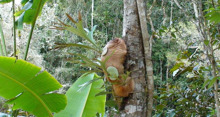 Explorando la avifauna malgache en Andasibe - Green Island Discovery 4