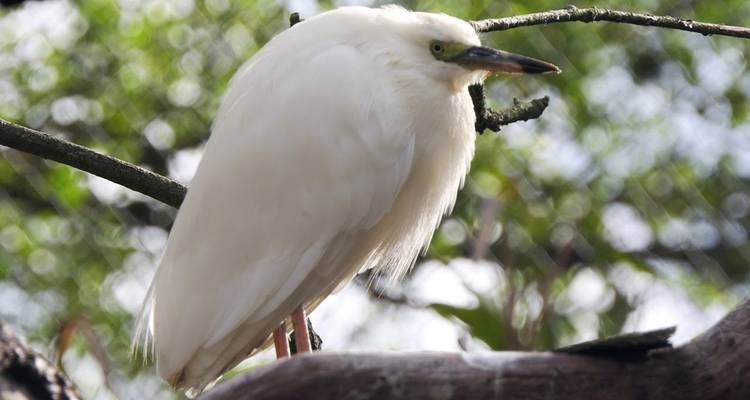 3 jours d'observation des oiseaux à Andasibe - Green Island Discovery 2
