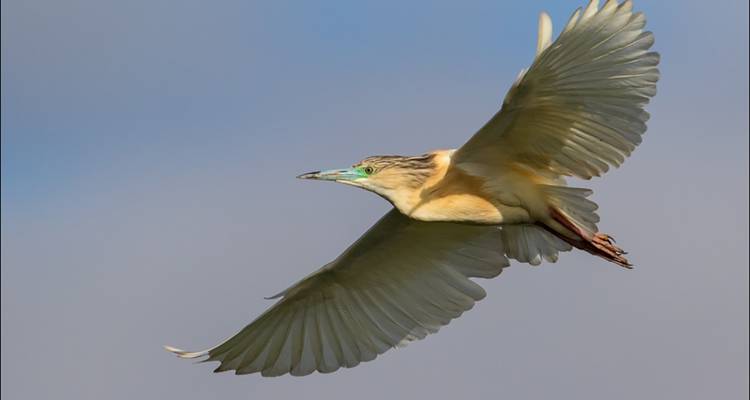 3 jours d'observation des oiseaux à Andasibe - Green Island Discovery 3