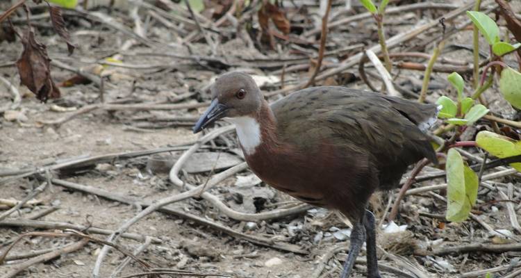 3 jours d'observation des oiseaux à Andasibe - Green Island Discovery 4