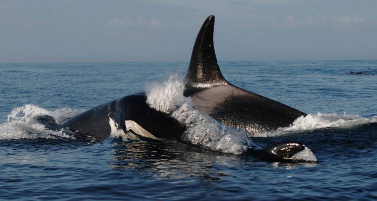 3 Days Vancouver-Victoria, Duncan, Chemainus, Nanaimo Private Tour - Globalduniya 3