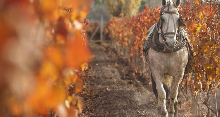 Mendoza Wine et; Mountains Adventure 4D/3N - Bamba Travel 6