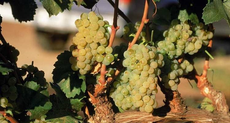 Mendoza Wine et; Mountains Adventure 4D/3N - Bamba Travel 9