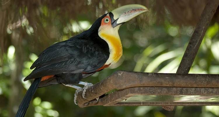 Tucán garganta amarilla posado en un comedero rústico entre el follaje sombreado de la selva.