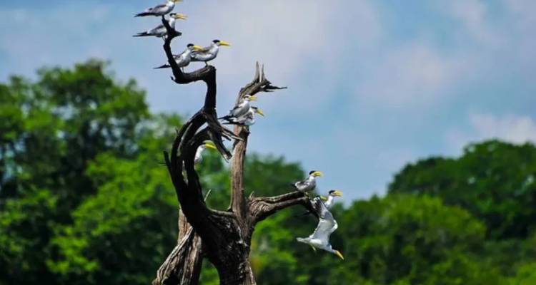 Reihe von weißschnäbeligen Vögeln, die auf einem verdrehten toten Baum vor einem Waldhintergrund sitzen