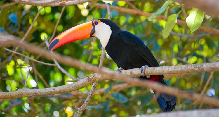 Toucan aux couleurs éclatantes avec un bec orange se perche sur une branche d'arbre dans la lumière du soleil tachetée.