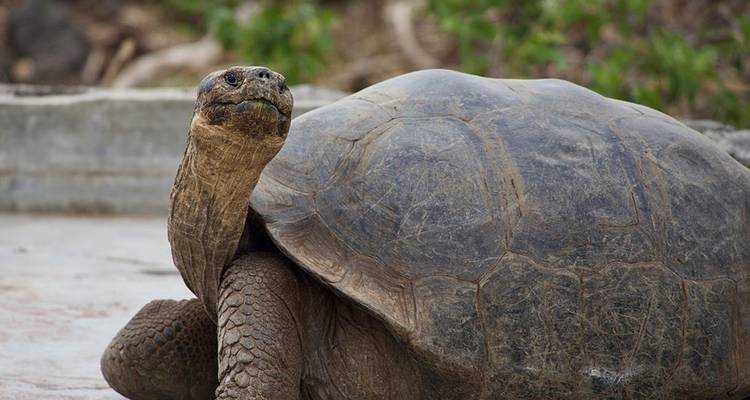 Galapagos : excursion sur l'île, plongée, expérience économique 8J/7N - Bamba Travel 4