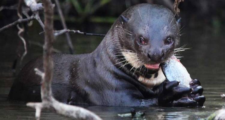 Een reuzenotter in troebel water houdt een vis in zijn poten terwijl hij naar de camera staart.