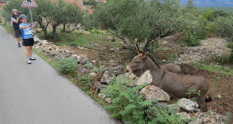Challenging 7 day self guided bike tour Dalmatian Coast - 365activecroatia 9