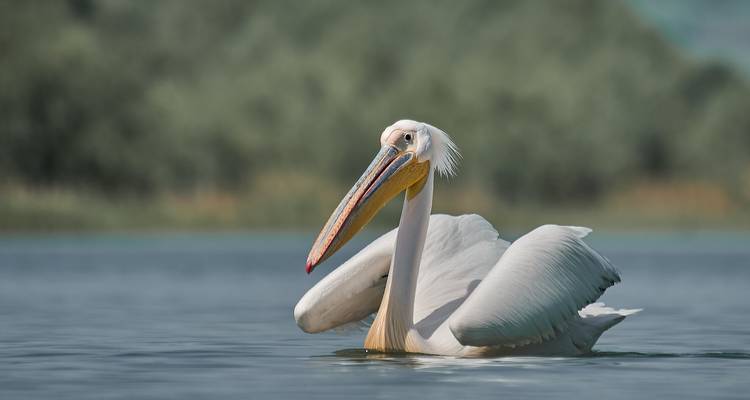 Meet the Danube Delta – Birdwatching tour - Bunica Maria 1