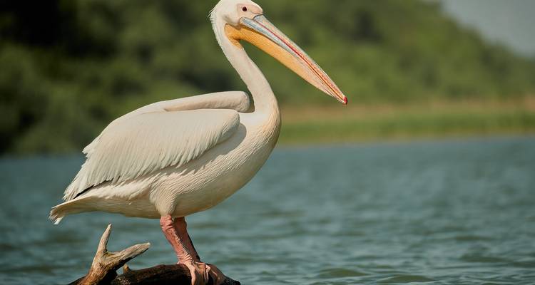 Meet the Danube Delta – Birdwatching tour - Bunica Maria 2
