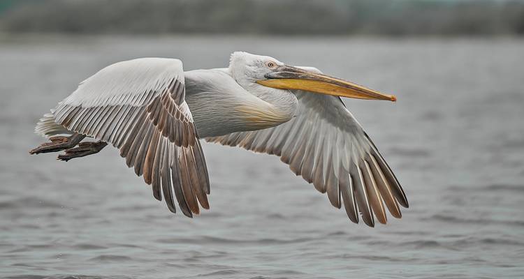 Meet the Danube Delta – Birdwatching tour - Bunica Maria 3