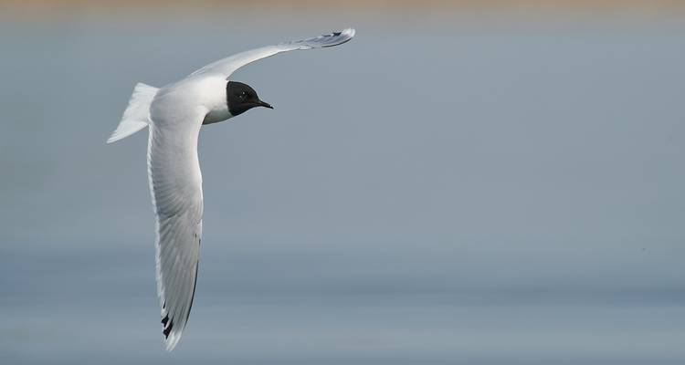 Meet the Danube Delta – Birdwatching tour - Bunica Maria 4
