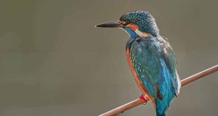 Meet the Danube Delta – Birdwatching tour - Bunica Maria 6