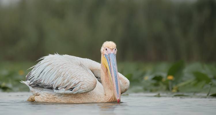 Meet the Danube Delta – Birdwatching tour - Bunica Maria 8