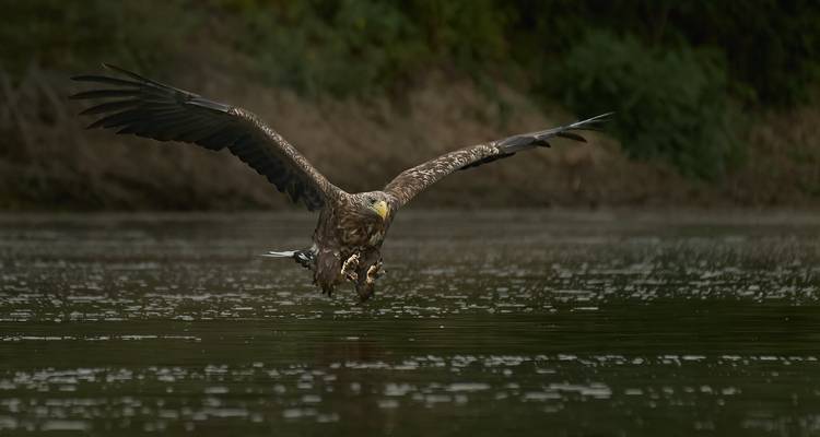 Meet the Danube Delta – Birdwatching tour - Bunica Maria 9