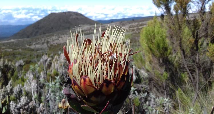 11 días de Escalada al Kilimanjaro por la Ruta de Marangu con Retiro en la Playa de Zanzíbar - Kiriwe Travel And Trekking Safaris Ltd 4
