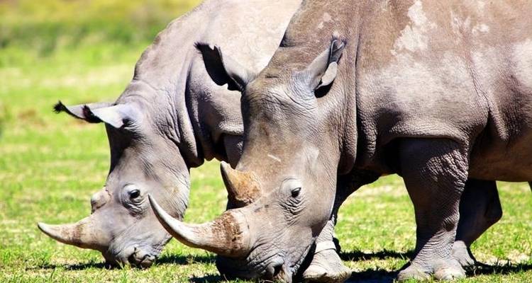 Okavango et Chobe - Encounters Travel 5