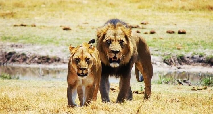 Okavango et Chobe - Encounters Travel 2