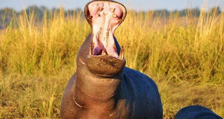 Okavango et Chobe - Encounters Travel 3