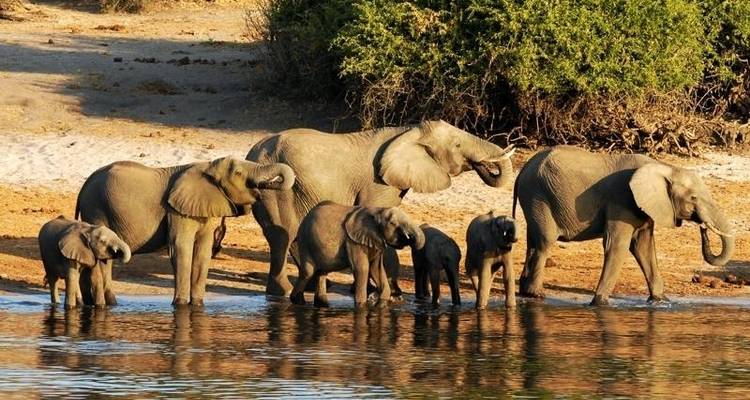 Okavango et Chobe - Encounters Travel 8