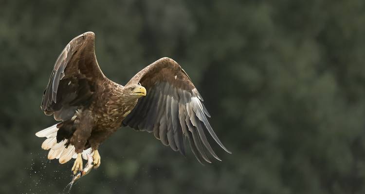 Birdwatching in the Danube Delta - Bunica Maria 6