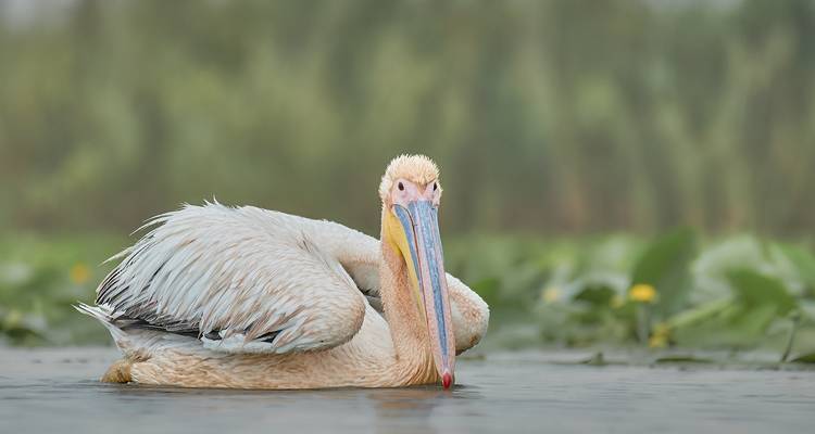 Birdwatching in the Danube Delta - Bunica Maria 7