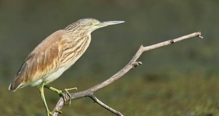 Birdwatching in the Danube Delta - Bunica Maria 8