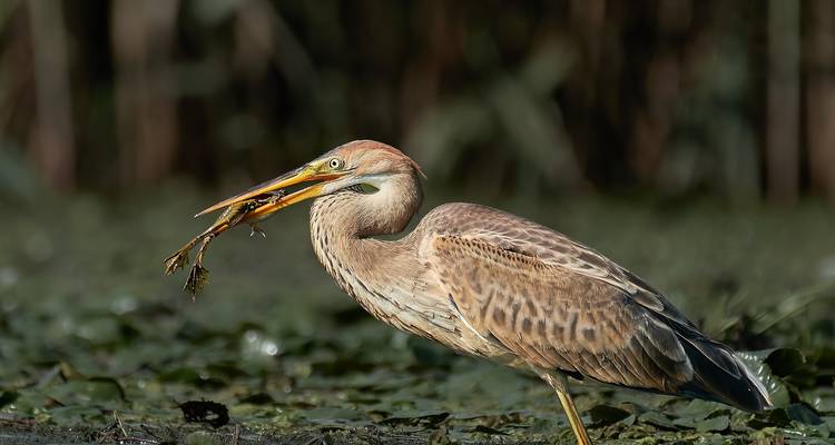 Birdwatching in the Danube Delta - Bunica Maria 9