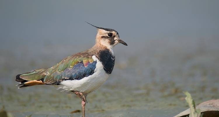 Birdwatching in the Danube Delta - Bunica Maria 10