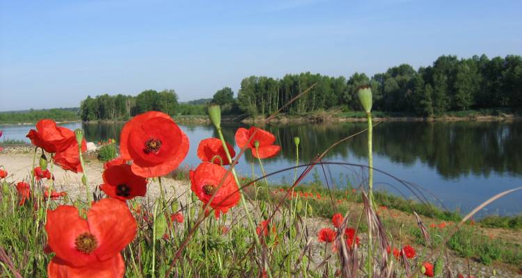 Coquelicots poussant au bord de la rivière.