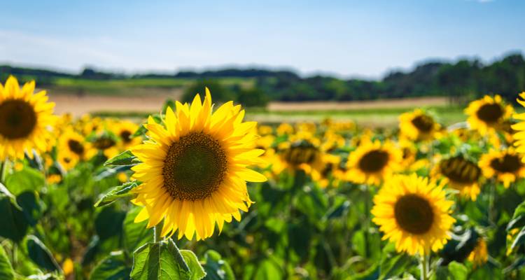 Champ de tournesols sous un ciel dégagé.