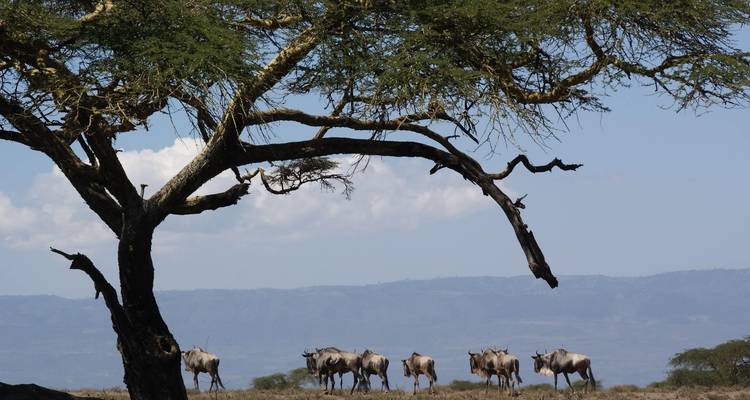 Kenya & Tanzania: The Safari Experience with Nairobi - Globus 3