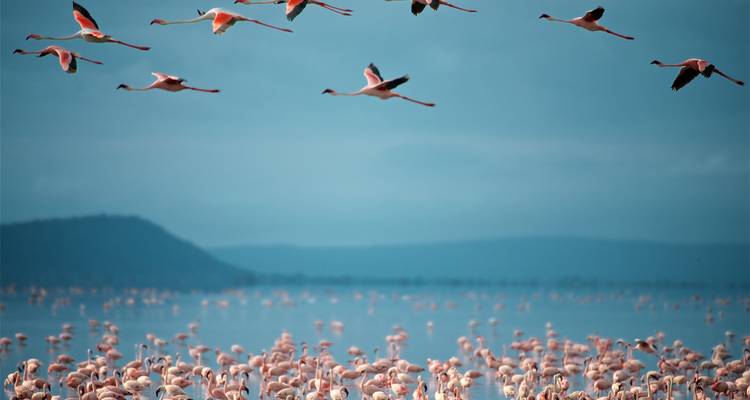 Safari de gorilles au Rwanda et d'excursions dans la nature - 7 jours - New Horizon Africa Safaris 6