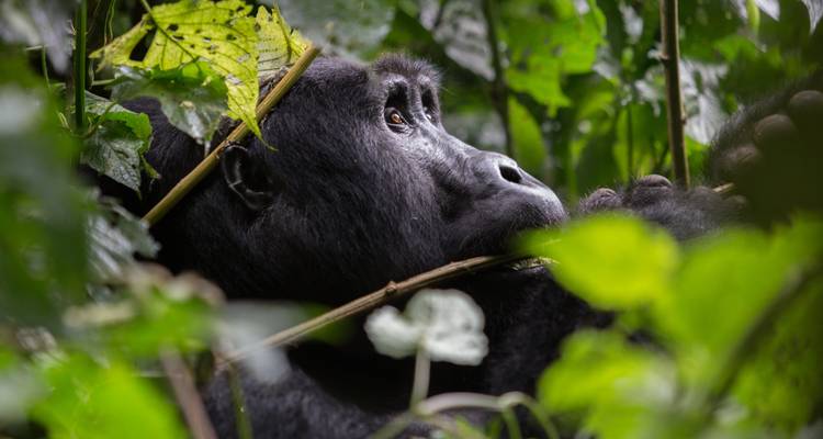 Safari de gorilles au Rwanda et d'excursions dans la nature - 7 jours - New Horizon Africa Safaris 1