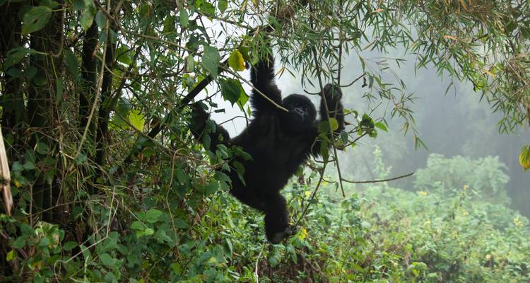 Safari de gorilles au Rwanda et d'excursions dans la nature - 7 jours - New Horizon Africa Safaris 3