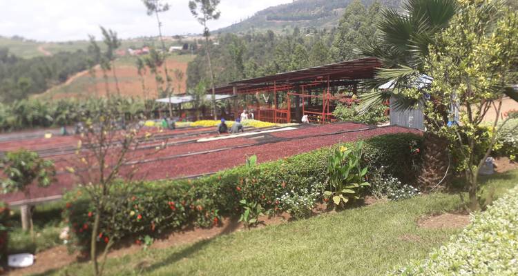 Circuit de luxe de 9 jours au Rwanda avec Trek dans les gorilles - New Horizon Africa Safaris 6