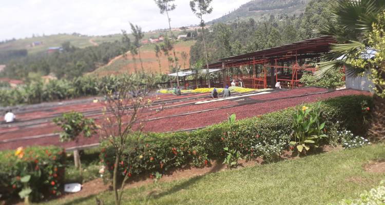 Circuit de luxe de 9 jours au Rwanda avec Trek dans les gorilles - New Horizon Africa Safaris 7