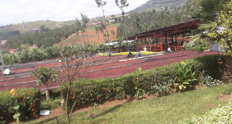 Circuit de luxe de 9 jours au Rwanda avec Trek dans les gorilles - New Horizon Africa Safaris 8