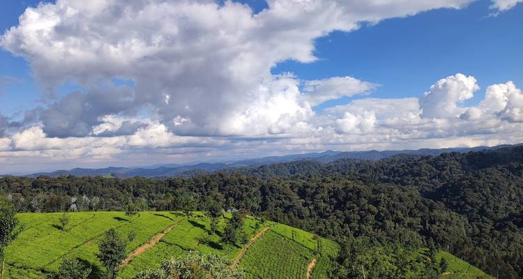 Circuit de luxe de 9 jours au Rwanda avec Trek dans les gorilles - New Horizon Africa Safaris 10