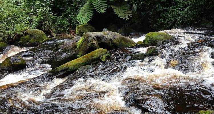 Circuit de luxe de 9 jours au Rwanda avec Trek dans les gorilles - New Horizon Africa Safaris 9