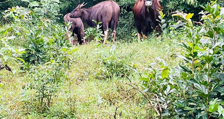 Gruppe wilder Büffel, die auf einer grasbewachsenen Wiese stehen.