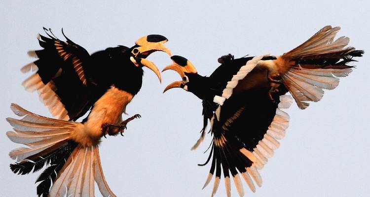 Deux calaos en plein vol avec le bec ouvert.